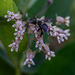 Bumble bee on milkweed