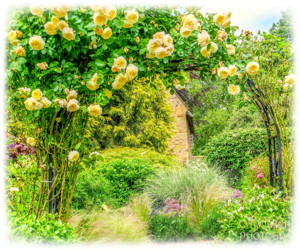 A Rose-Covered Archway by carolmw