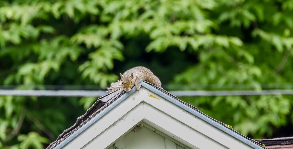 The Squirrel On The Roof by corinnec