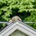 The Squirrel On The Roof by corinnec
