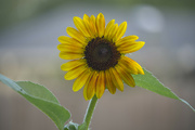 2nd Jul 2024 - Hey, I grew a sunflower
