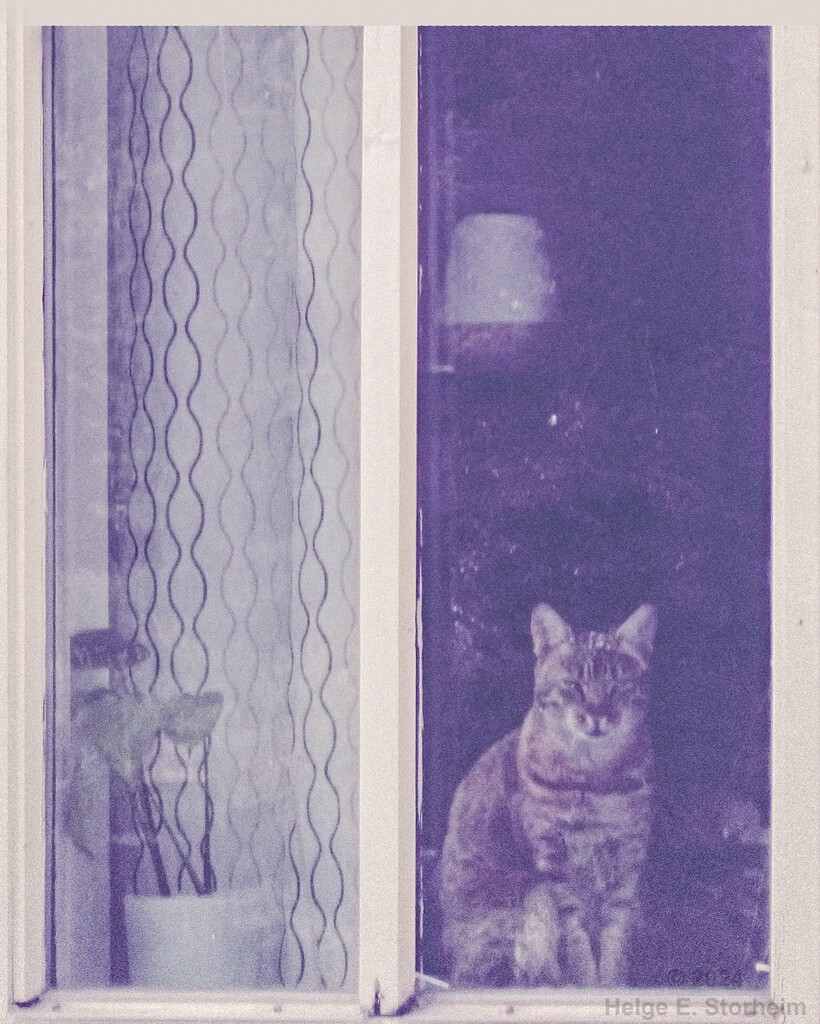 The cat in the window by helstor365