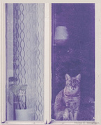 2nd Jul 2024 - The cat in the window