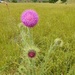 Musk Thistle 