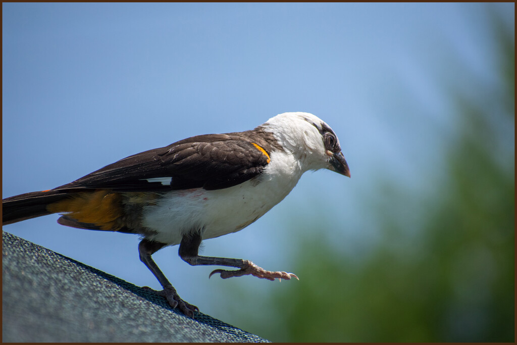White-headed buffalo weaver-While having lunch by 365projectorgchristine