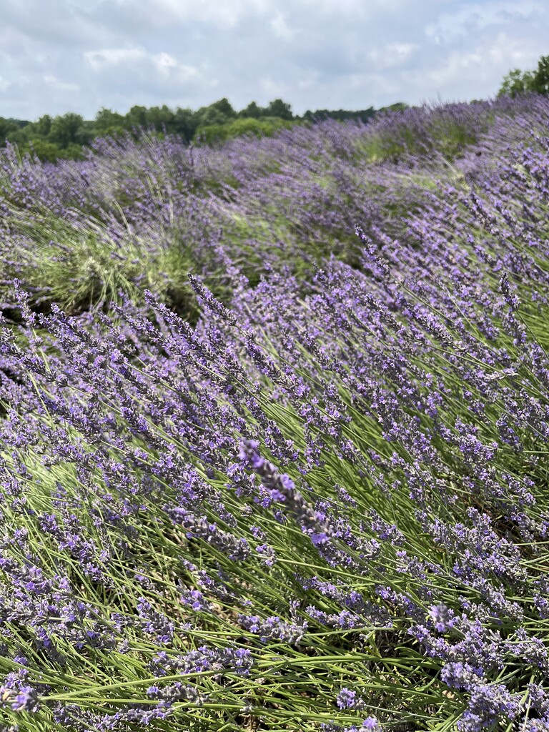 Warwick Furnace Lavender Farm  by beckyk365