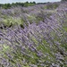 Warwick Furnace Lavender Farm  by beckyk365