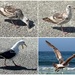 Birds from vacation by shutterbug49