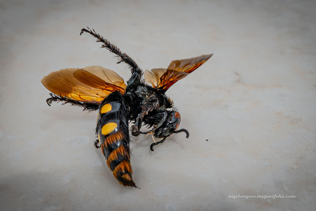 Dead Hornet by nigelrogers