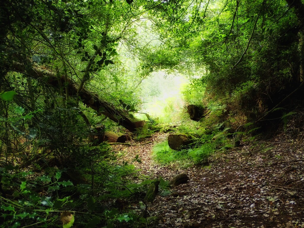 Magical Woodland by mattjcuk