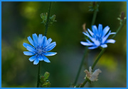 2nd Jul 2024 - Chicory Flowers