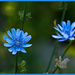 Chicory Flowers by gardencat