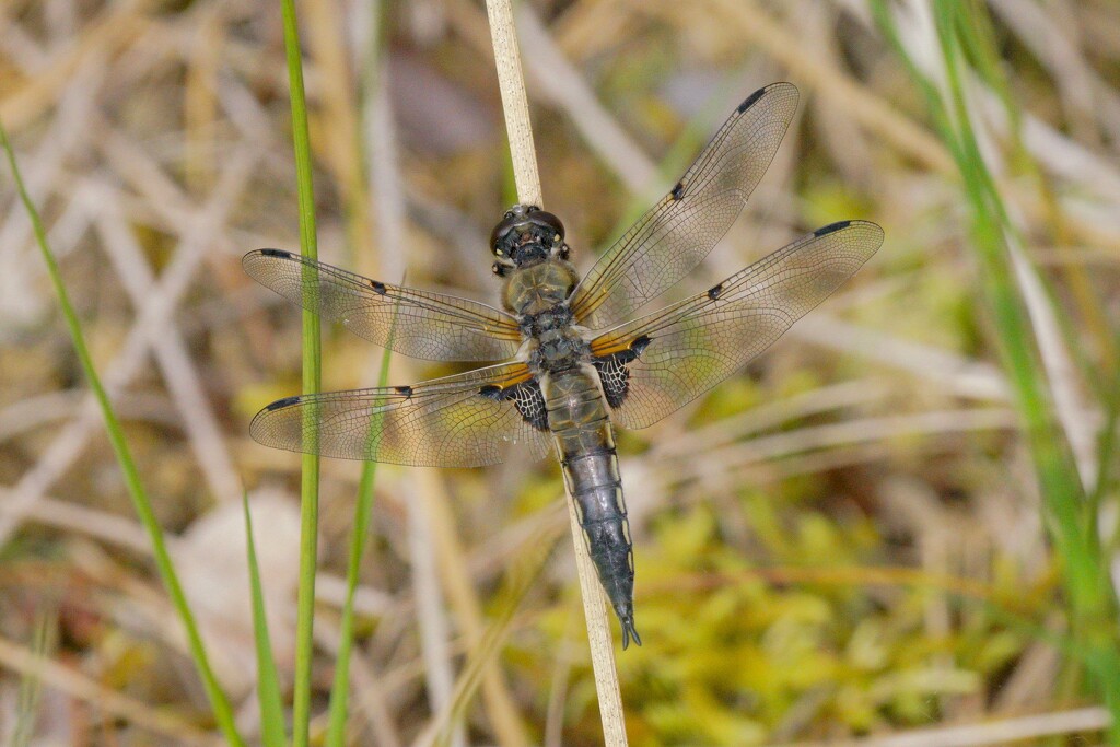 FOUR SPOTTED CHASER by markp