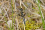 27th Jun 2024 - FOUR SPOTTED CHASER