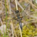 FOUR SPOTTED CHASER