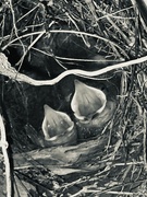 30th Jun 2024 - Baby Birds