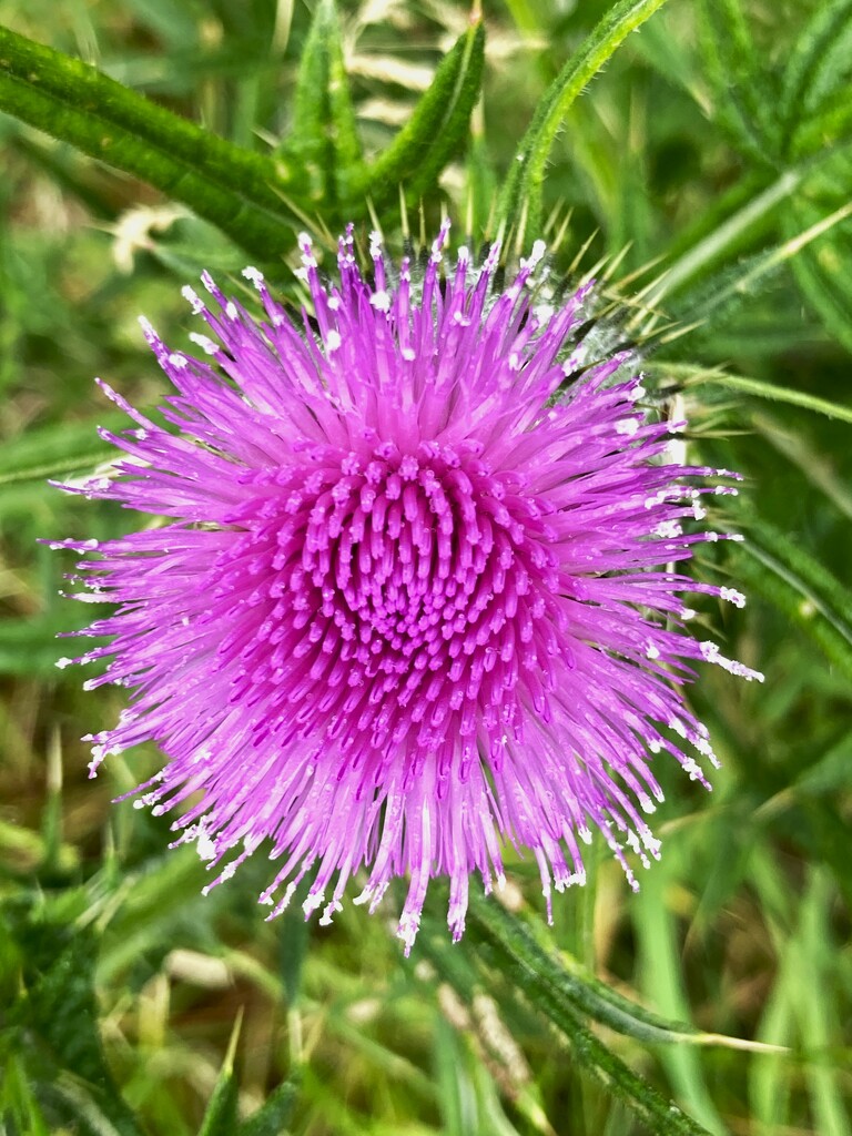 Top down thistle by 365anne