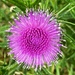 Top down thistle by 365anne