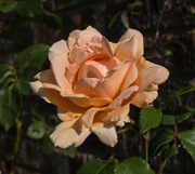 2nd Jul 2024 - Single rose