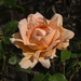 Single rose