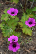 29th Jun 2024 - Geranium