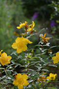 28th Jun 2024 - Hypericum