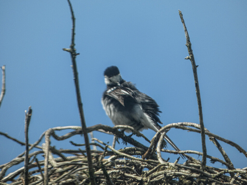 Pied Wagtail nesting by mumswaby