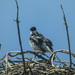 Pied Wagtail nesting