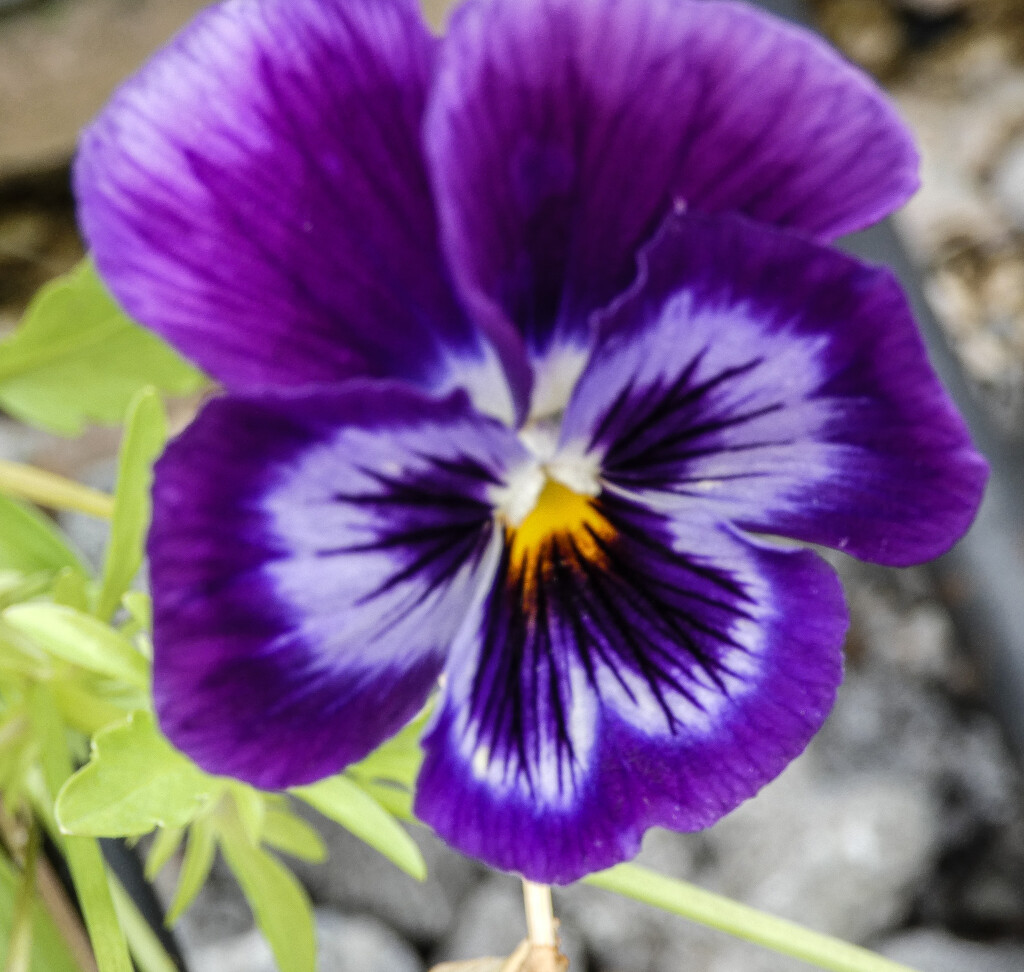 Pansy Face by mumswaby