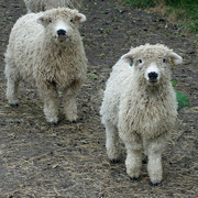 2nd Jul 2024 - more sheep