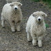 more sheep by minsky365