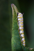 2nd Jul 2024 - Monarch Caterpillar