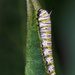 Monarch Caterpillar by kvphoto