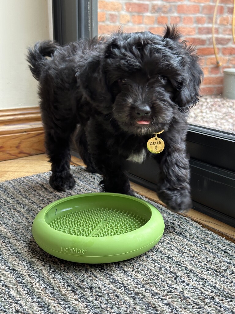 Loving his licky mat bowl  by wendystout