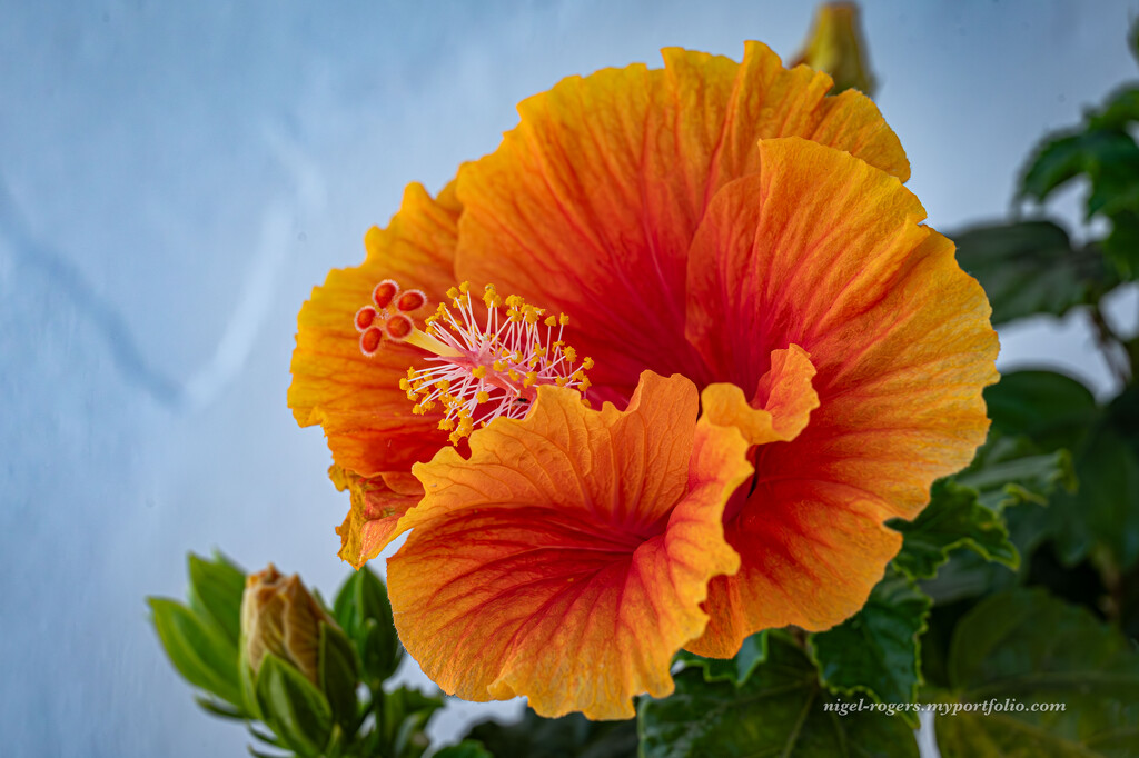 Orange Bloom by nigelrogers