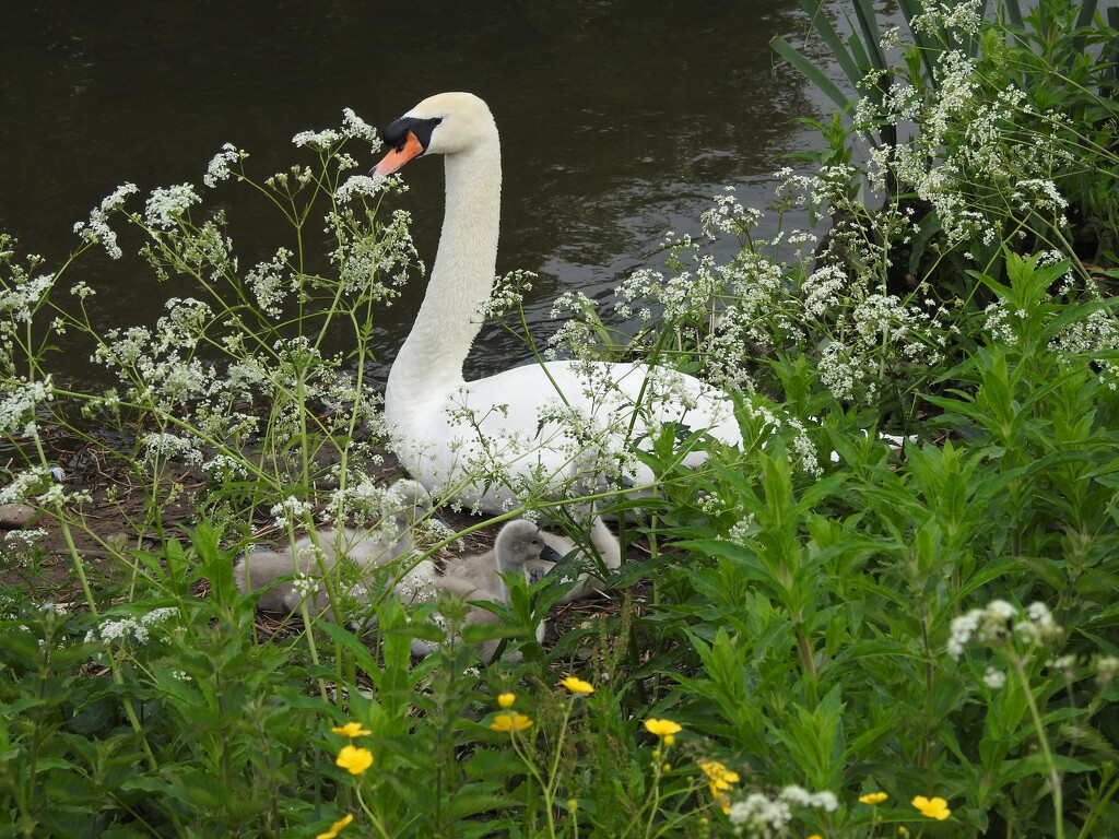 Swan and Cygnets by oldjosh