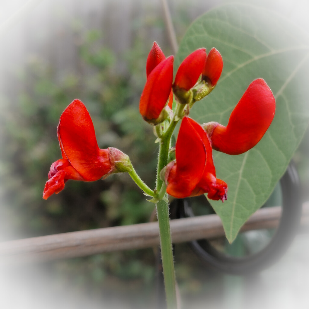 The runner beans are flowering  by andyharrisonphotos