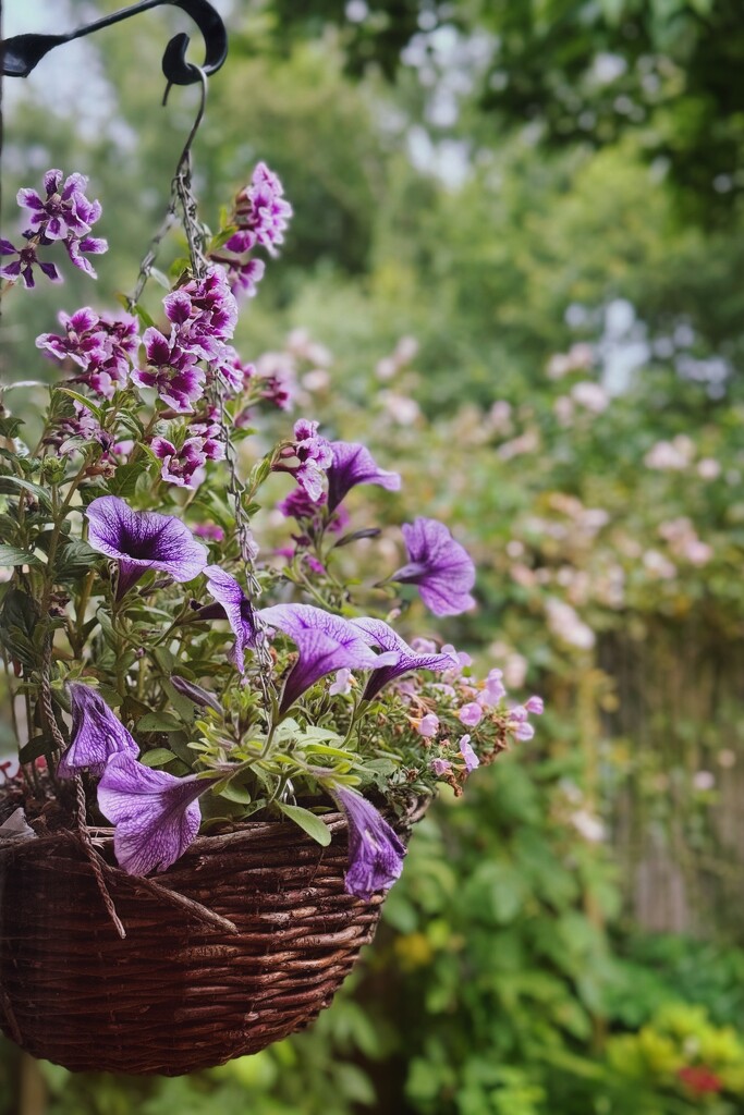 Hanging basket through the kitchen window by anncooke76