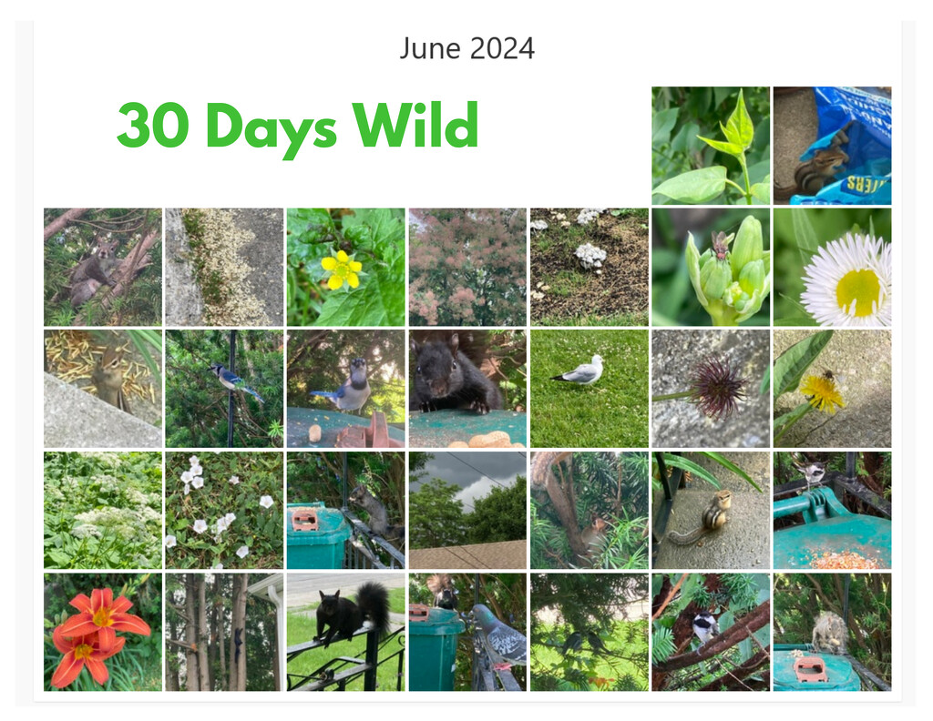 30 Days Wild by spanishliz