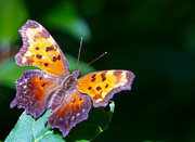 2nd Jul 2024 - Butterfly fluttering by