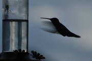 2nd Jul 2024 - Hummer In Silhouette 