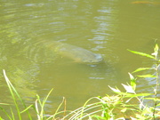 2nd Jul 2024 - Fish Smiling in Pond