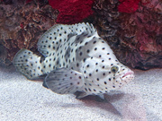 2nd Jul 2024 - The polka dot fish