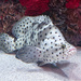 The polka dot fish