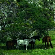 23rd Jun 2024 - Horses In The Shade ~