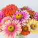 Zinnias in the studio... by thewatersphotos