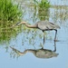 heron, reflected
