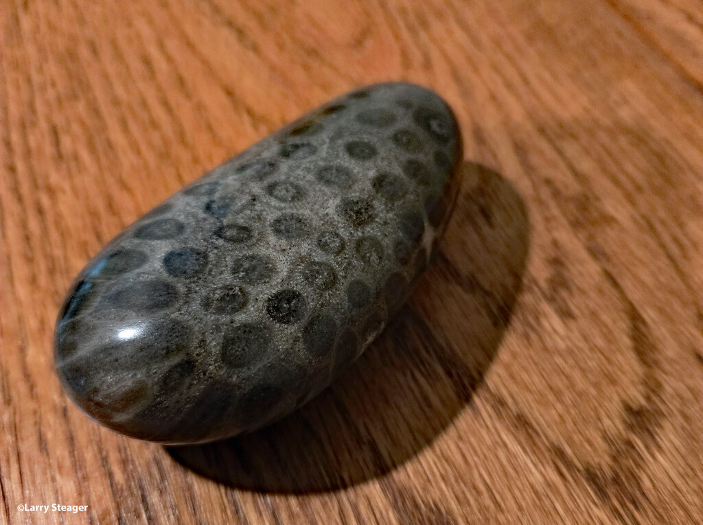 Petoskey Stone by larrysphotos