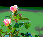 2nd Jul 2024 - Summer roses artistic