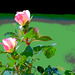 Summer roses artistic by larrysphotos